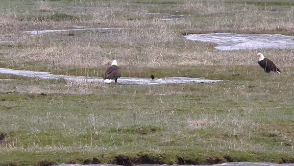 Бесстрашная утка издевается над хищными птицами в речке – бесподобное видео - Sputnik Грузия
