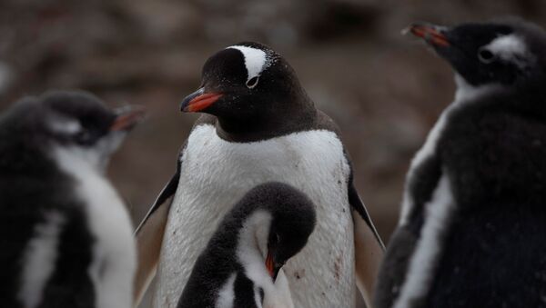 Колония субантарктических пингвинов в Антарктике - Sputnik Грузия