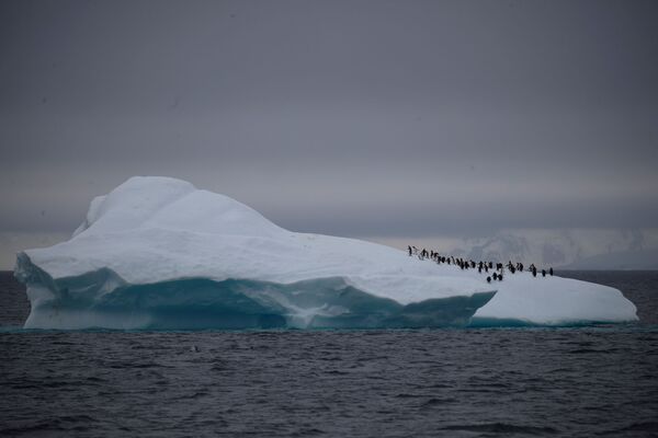 Более 70% пингвинов может исчезнуть к концу столетия в результате таяния льдов в Антарктике - Sputnik Грузия