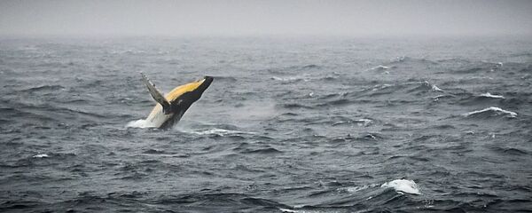 Горбатый кит в море Беллинсгаузена у побережья Антарктиды - Sputnik Грузия