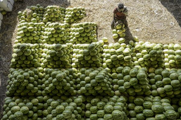 Рабочий сортирует арбузы перед продажей на рынке в Хайдарабаде в Индии - Sputnik Грузия