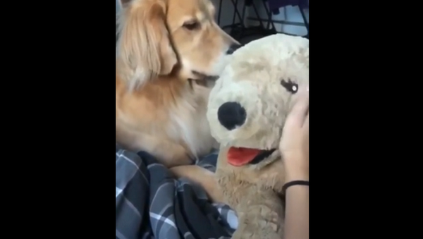 Ревнивый ретривер не смог вытерпеть игру хозяйки с плюшевой собакой – забавное видео - Sputnik Грузия