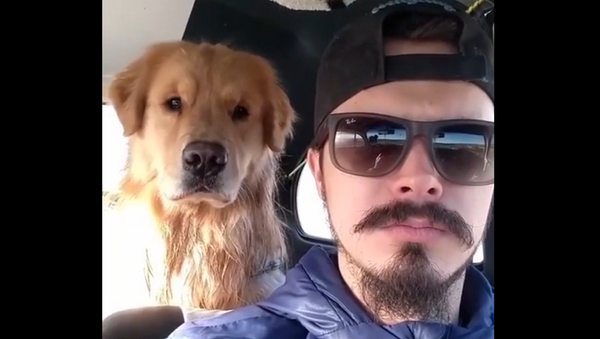Улыбаемся или нет?: пес забавно повторяет выражение лица хозяина – видео - Sputnik Грузия