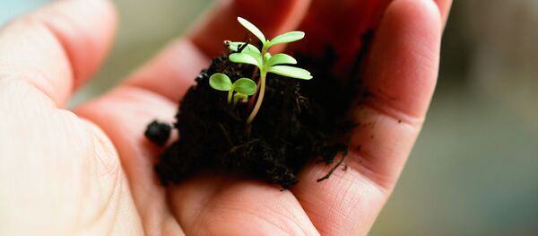 მცენარე და ნიადაგი ხელის გულზე - Sputnik საქართველო