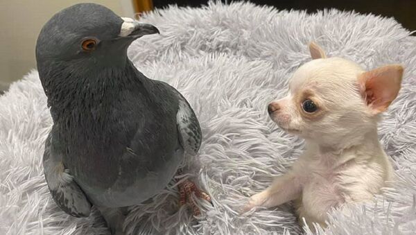 История дружбы больных щенка и голубя тронула пользователей Сети – видео - Sputnik Грузия