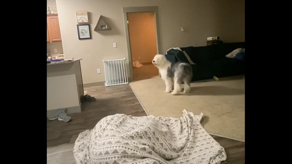 Собака не может найти исчезнувшую на глазах хозяйку – забавное видео - Sputnik Грузия