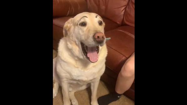 Мать и дочь нарисовали своей собаке брови и рассмешили всю семью – видео - Sputnik Грузия