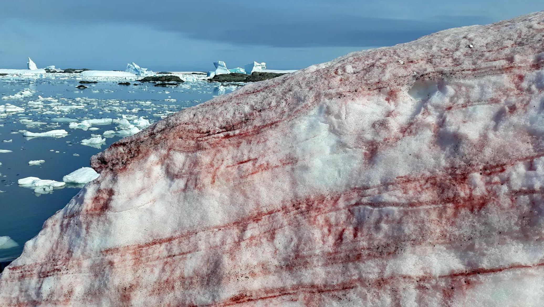 Радиация в антарктиде. Красный снег хламидомонада. Хламидомонада Снежная Chlamydomonas nivalis. Арбузный снег в Антарктиде. Кровавый водопад в Антарктиде.