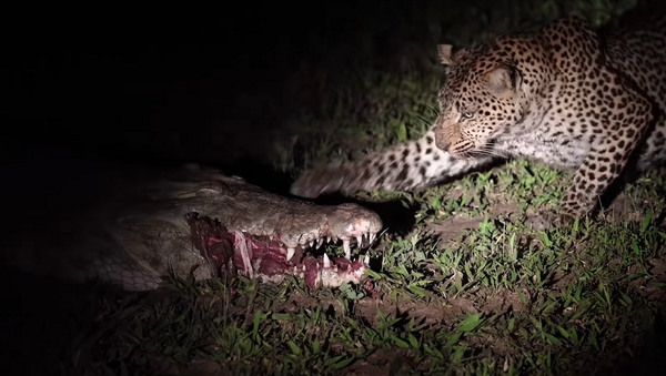 Отважный леопард украл себе ужин прямо из пасти крокодила – видео - Sputnik Грузия