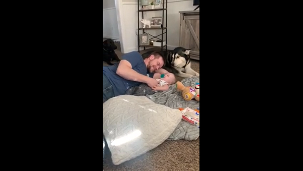 Хаски мило ревнует хозяина, играющего со своим сыном – бесподобное видео - Sputnik Грузия