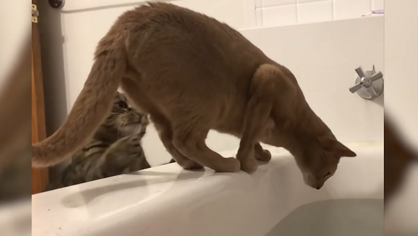 Подлый кот толкнул сородича в заполненную ванну – забавное видео - Sputnik Грузия