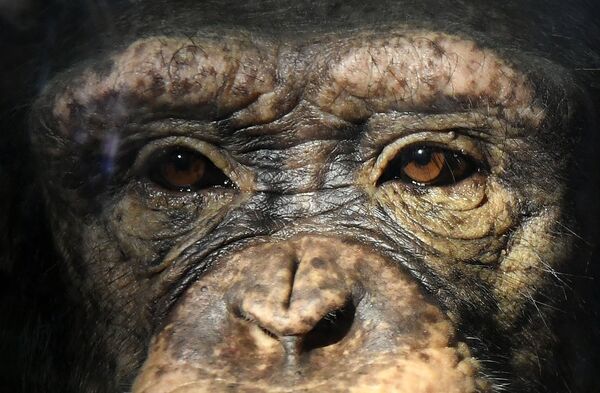 Молодая самка шимпанзе Анфиса в парке флоры и фауны Роев ручей на окраине Красноярска. В первый день Масленичной недели обезьяны красноярского зоопарка получили угощение - блины с вареньем, а также витаминизированные сиропы в качестве средств профилактики ОРВИ - Sputnik Грузия