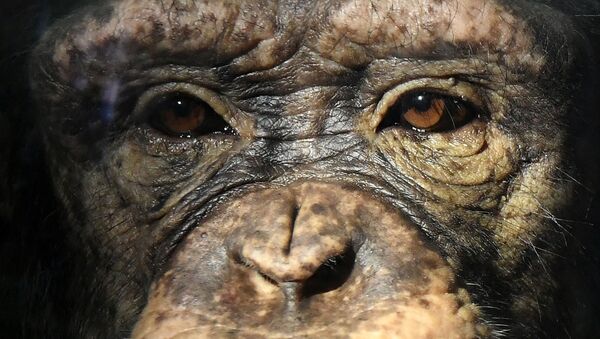 Молодая самка шимпанзе Анфиса в парке флоры и фауны Роев ручей на окраине Красноярска - Sputnik Грузия