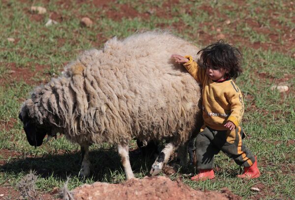 Сирийский ребенок-беженец играет с овцой - Sputnik Грузия