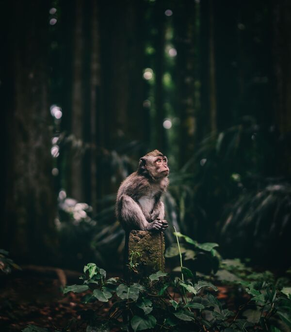 Снимок Чудо-обезьяна чешского фотографа Яна Саймона, победивший в номинации Национальные награды конкурса Sony World Photography Awards - Sputnik Грузия