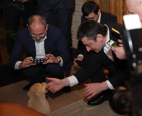 Кавказская овчарка Бомбора едет в Ереван - Sputnik Грузия