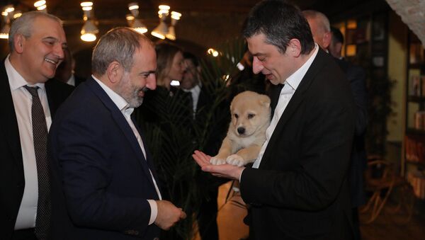 Премьер-министр Армении Никол Пашинян получил в подарок щенка кавказской овчарки - Sputnik Грузия