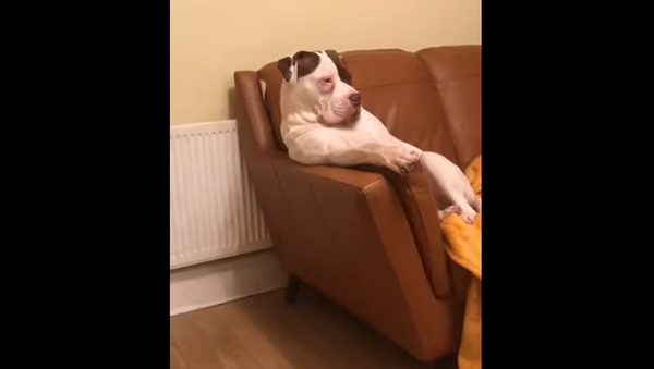 Очень важно сидящий на диване пес рассмешил семью – видео - Sputnik Грузия