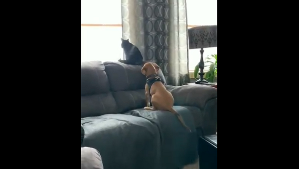 Щенок очень мило приобнял смотрящего в окно кота и покорил Сеть – видео - Sputnik Грузия
