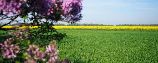 Цветущая сирень возле рапсовых полей в Краснодарском крае - Sputnik Грузия