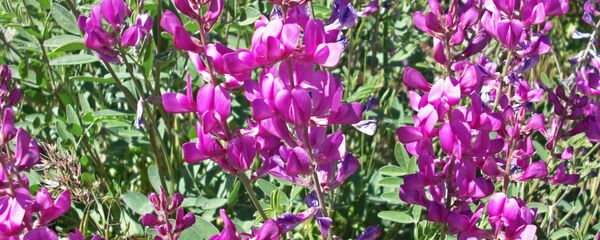 კრიალოსანა კრიალოსანა - Sputnik საქართველო