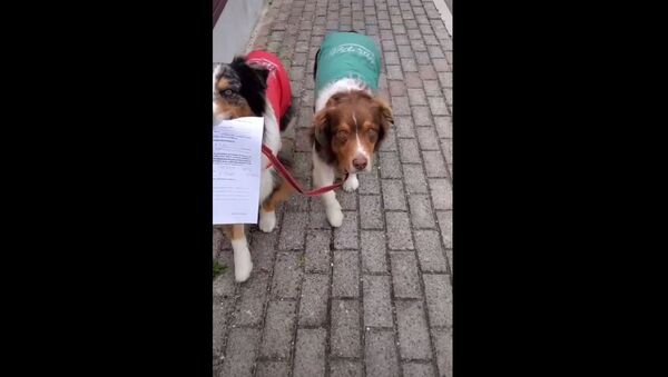 ძაღლები იტალიიდან - Sputnik საქართველო