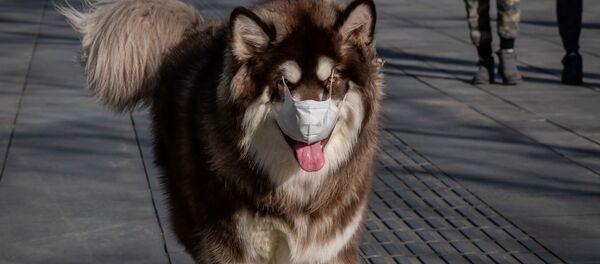 ძაღლი პირბადით - Sputnik Грузия