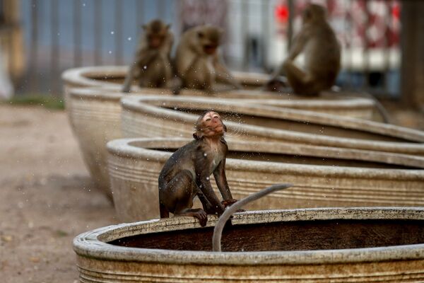 В Таиланде приматы считаются священными животными - Sputnik Грузия