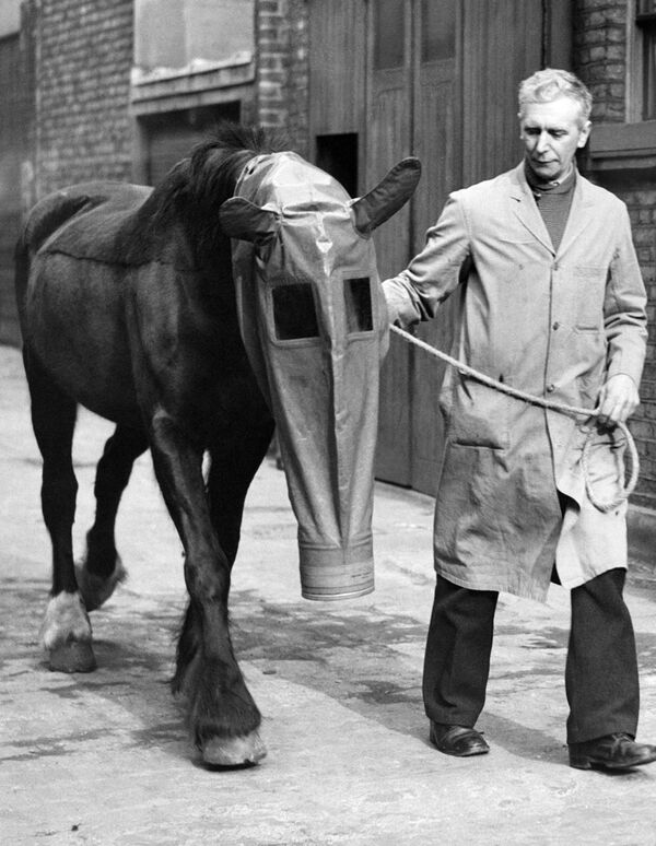 В 1940 году в Лондоне противогазы надевали даже лошадям. Животных защищали от газовой атаки - Sputnik Грузия