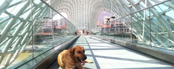 Одинокий пес на мосту Мира рядом с парком Рике - Sputnik Грузия