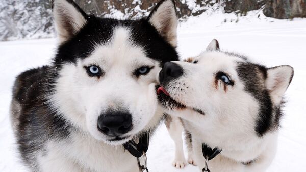 Собаки породы сибирский хаски из команды парка флоры и фауны Роев ручей - Sputnik Грузия