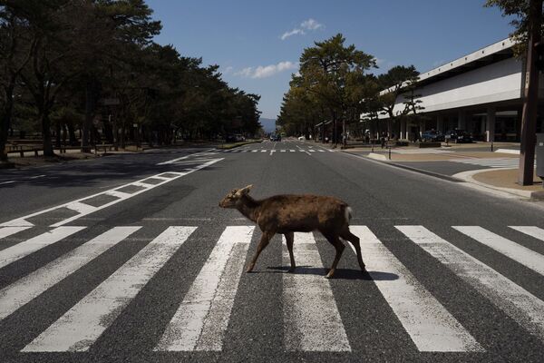 Города пустуют, и хозяевами себя почувствовали дикие животные. На фото олень переходит дорогу в городе Нара  - Sputnik Грузия