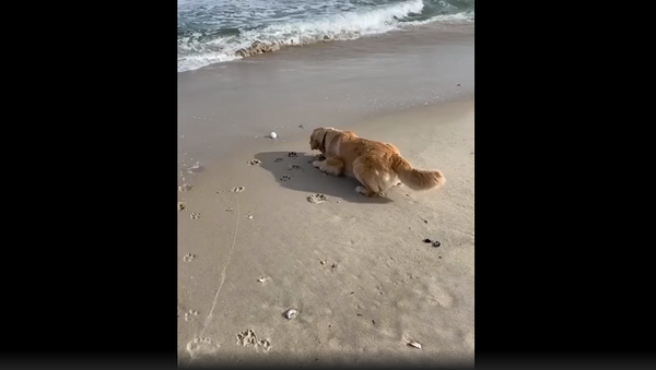 Собака боится воды на пляже, но смело пытается достать свой мячик – забавное видео - Sputnik Грузия