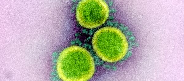 Микрофотография частиц коронавируса в клетке зараженного человека - Sputnik Грузия