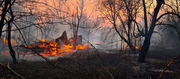 Лесной пожар в Чернобыльской зоне  - Sputnik Грузия