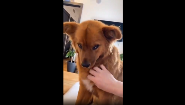 Мужчина показал главную проблему удаленной работы при собаке – милое видео - Sputnik Грузия