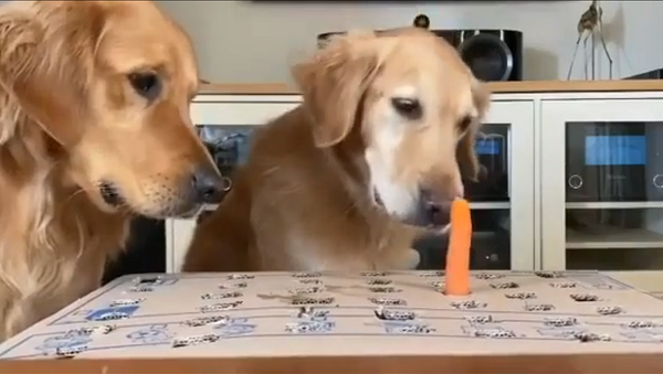 Девушка показала, как легко развлечь собак дома без каких-либо игрушек – забавное видео - Sputnik Грузия