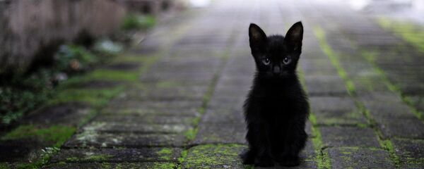 კატა ქუჩაში კატა ქუჩაში - Sputnik საქართველო