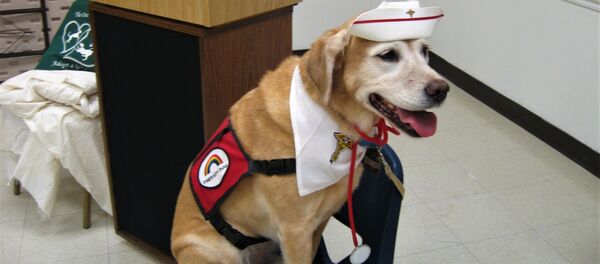 თერაპევტი ძაღლი - Sputnik საქართველო