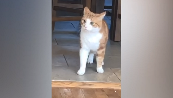 Кот смотрит на собак, раздирающих похожую на него игрушку – его бесценная реакция на видео - Sputnik Грузия