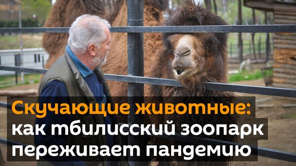 Животные скучают без людей - как тбилисский зоопарк переживает пандемию - Sputnik Грузия