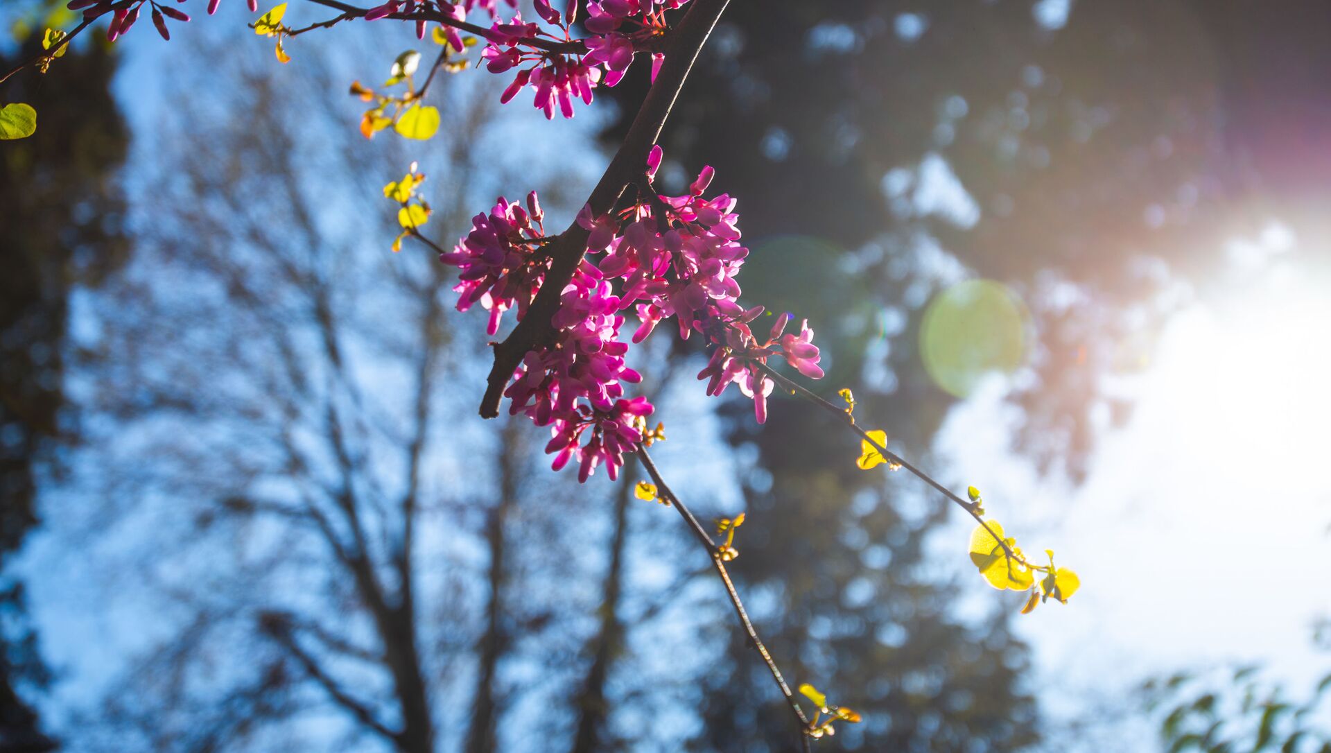 Карантинная весна в столице Грузии. Расцветающие деревья в парке Рике - Sputnik Грузия, 1920, 28.02.2021