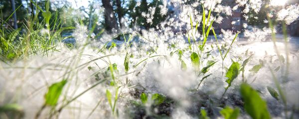 ვერხვის ბუმბული ვერხვის ბუმბული - Sputnik საქართველო