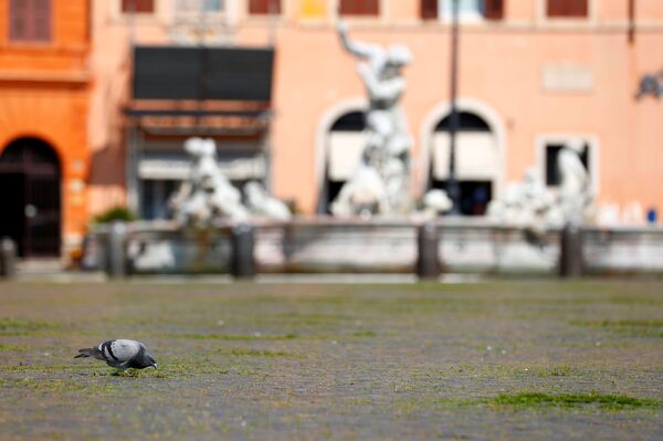 Голубь на заросшей травой площади Пьяцца Навона. На площади находятся три фонтана: Мавра, Нептуна и четырех рек, но прийти и полюбоваться на достопримечательность рискнет не каждый - Sputnik Грузия