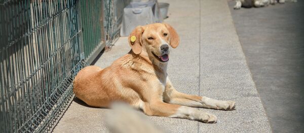 თამაზ ელიზბარაშვილის ცხოველების თავშესაფარი - Sputnik საქართველო