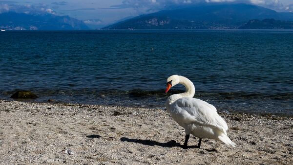 Лебедь на берегу озера Гарда в городке Лимоне-суль-Гарда в Италии - Sputnik Грузия