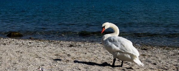 Лебедь на берегу озера Гарда в городке Лимоне-суль-Гарда в Италии - Sputnik Грузия