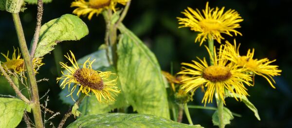 კულმუხო კულმუხო - Sputnik საქართველო