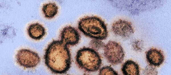 Вид на зараженную коронавирусом клетку под микроскопом Вид на зараженную коронавирусом клетку под микроскопом - Sputnik Грузия