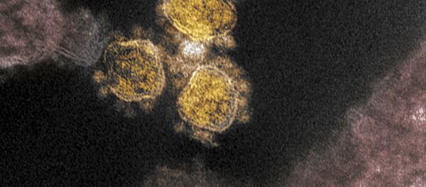 Вид на зараженную коронавирусом клетку под микроскопом Вид на зараженную коронавирусом клетку под микроскопом - Sputnik Грузия